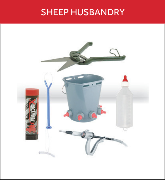 Sheep Husbandry